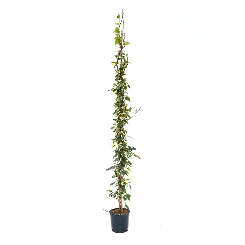 Korting Hedera algeriensis `Gloire de Marengo` - Edera variegata