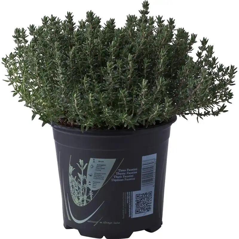 Exclusieve Aanbieding Pianta di Timo Faustini vaso 14 cm