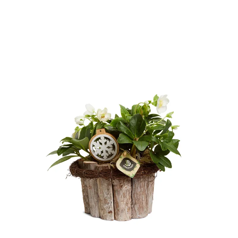 Weekendaanbieding Helleborus composizione legno Ø cm 20