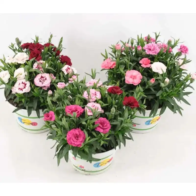 Dianthusoscar Trio Vaso 15 cm Flitsaanbieding