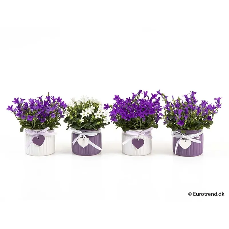 Composizione Campanula Vaso 6 cm Superprijs