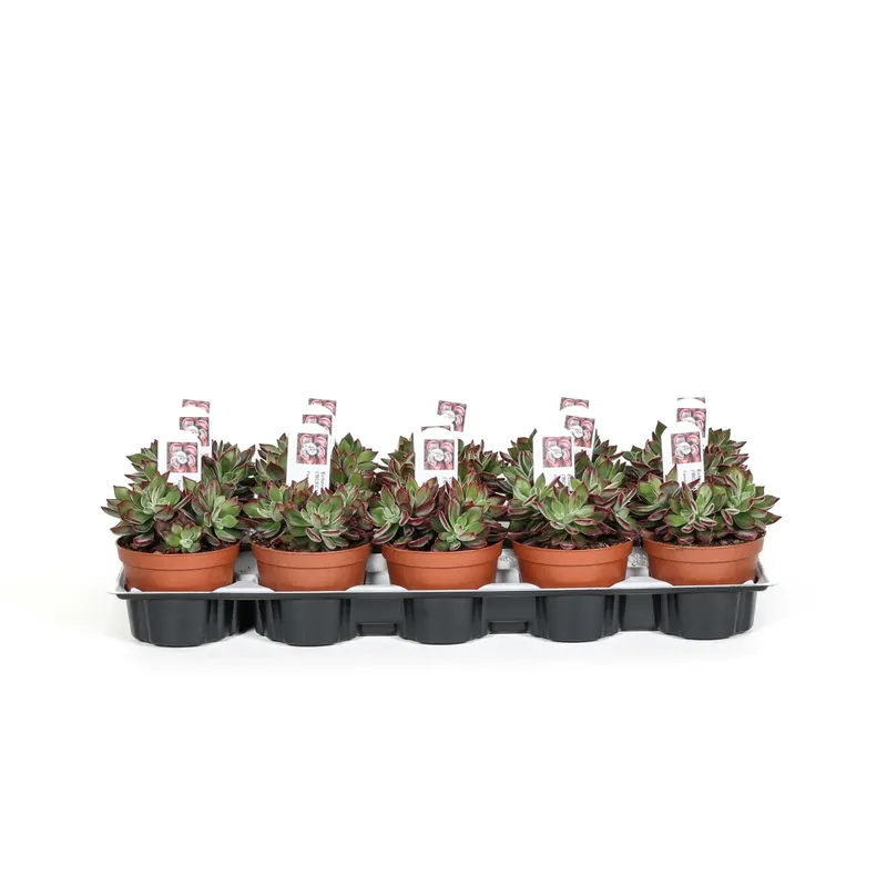 Direct Verzonden Echeveria Devotion Piante succulente vaso Ø 10,5 cm