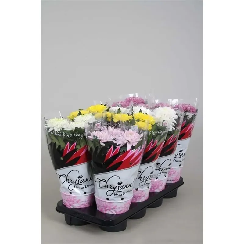 Anthuriumcolorimix Vaso 12 cm Exclusieve Aanbieding