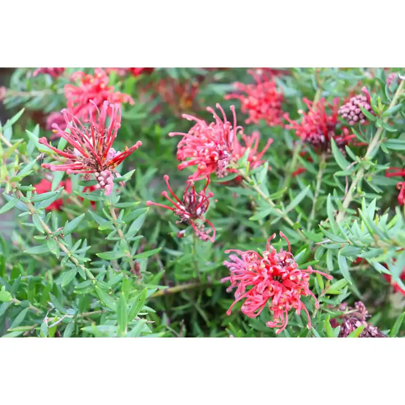 Nu Kopen Grevillea `New Blood`