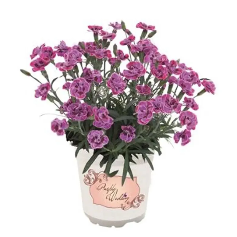 Dianthus Purple Wedding vaso 10,5 cm Direct Verzonden