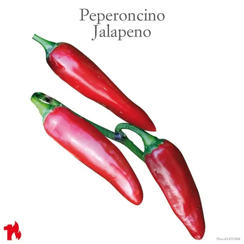 Peperoncino piccante Jalapeno vaso 14 cm Meest Verkocht