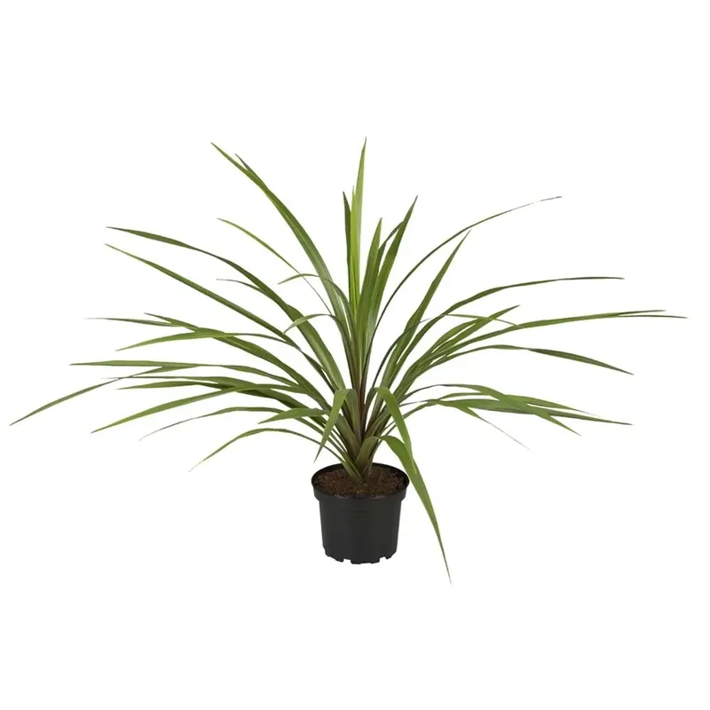 Cordyline Indivisa vaso 24 cm Actieprijs