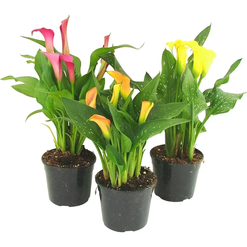 Seizoensaanbieding Calla colorata in vaso Ø 15 cm