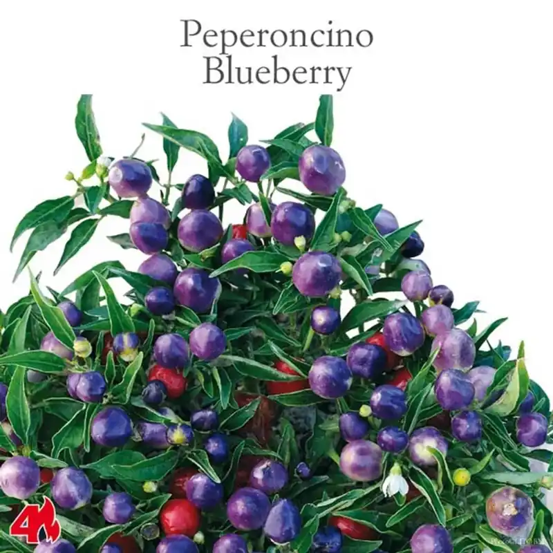 Peperoncino piccante Blueberry vaso 14 cm Seizoensaanbieding