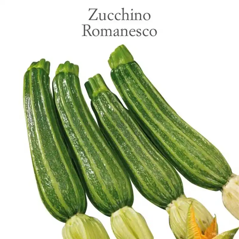 Zucchino romanesco Nettuno vaschetta 4 pz Voordeelprijs