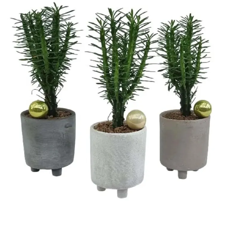 Euphorbia clava vaso eleganza Ø 11 cm Bestel Nu