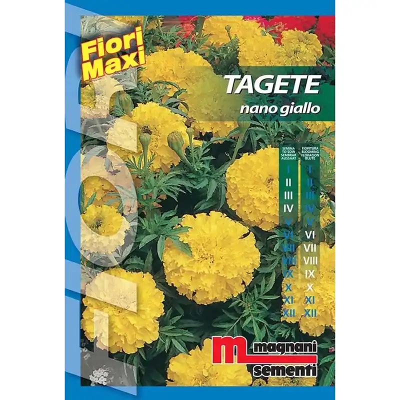 Fabrieksprijs Semi fiori Tagete nano giallo