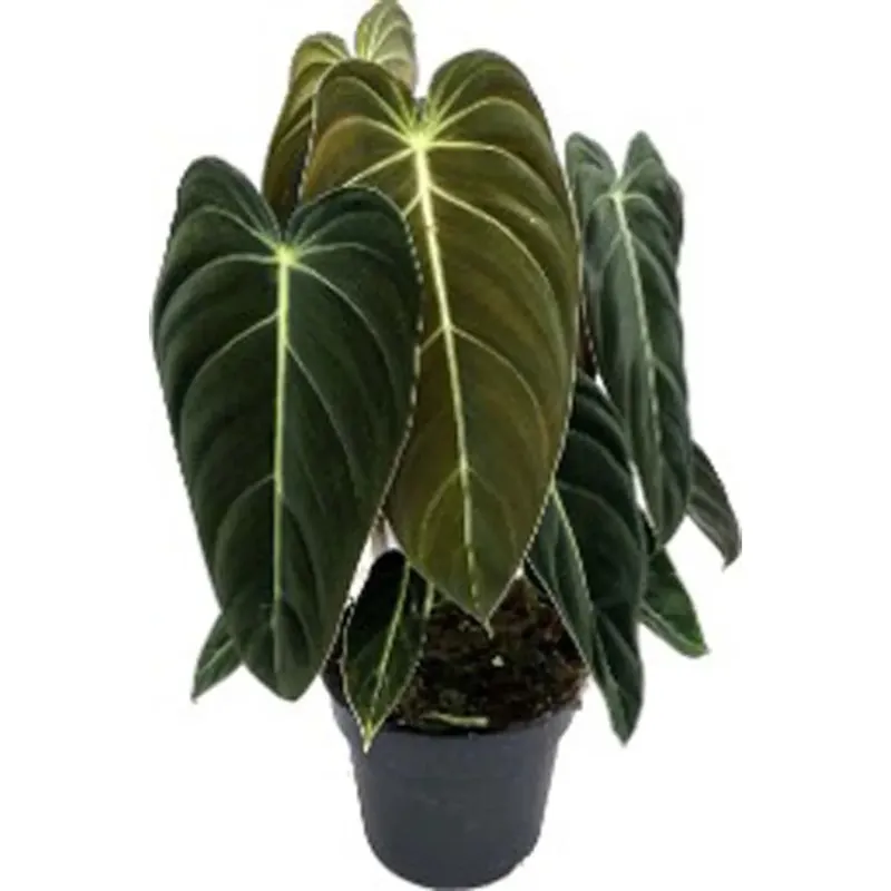 Philodendron Melanochrysum Vaso 17 cm Express Levering