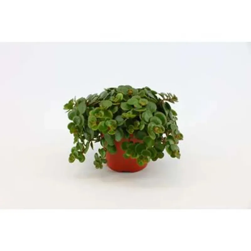 Sedum Makinoii vaso 12 cm Fabrieksprijs