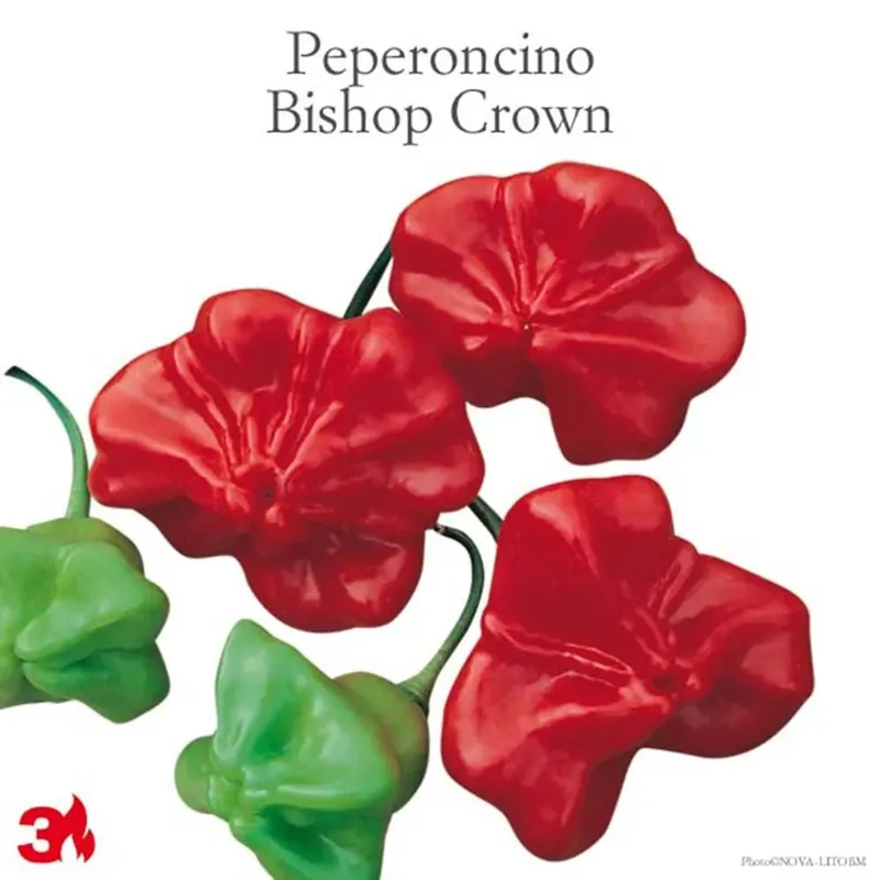 Goedkoop Peperoncino piccante Bishop Crown vaso 14 cm