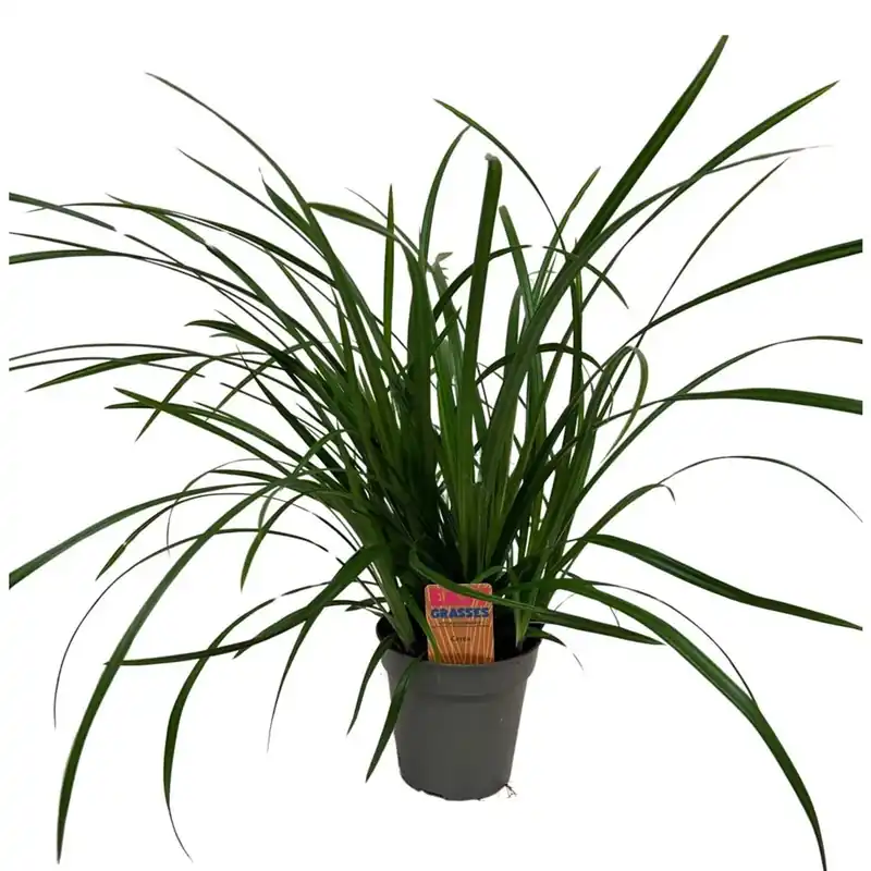 Gereduceerde Prijs Carex Morrowii Irishgreen vaso 13 cm