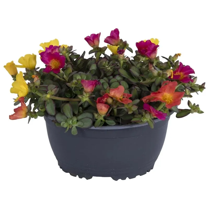 Korting Portulaca mix In vaso 25 cm