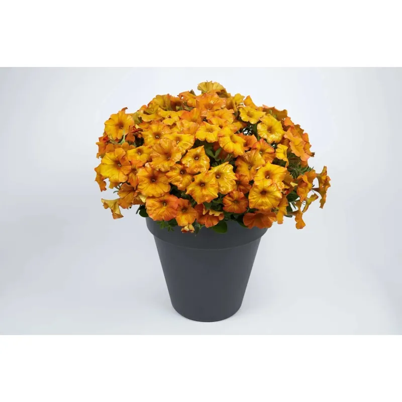 Petchoa beautiCal Sunset Orange vaso Ø 12 cm Exclusieve Aanbieding