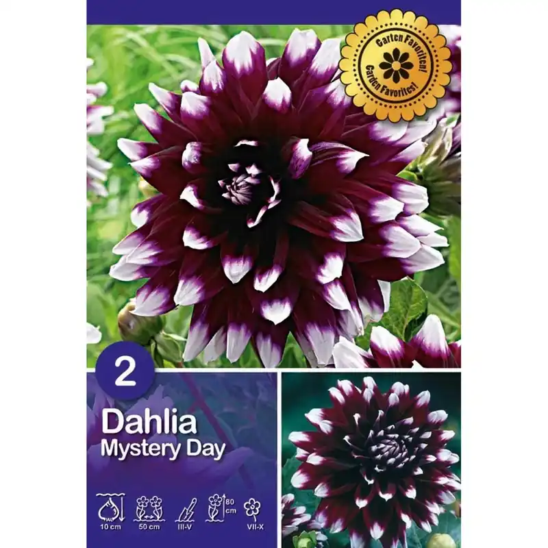 Dalia "Mystery Day" Flitsaanbieding