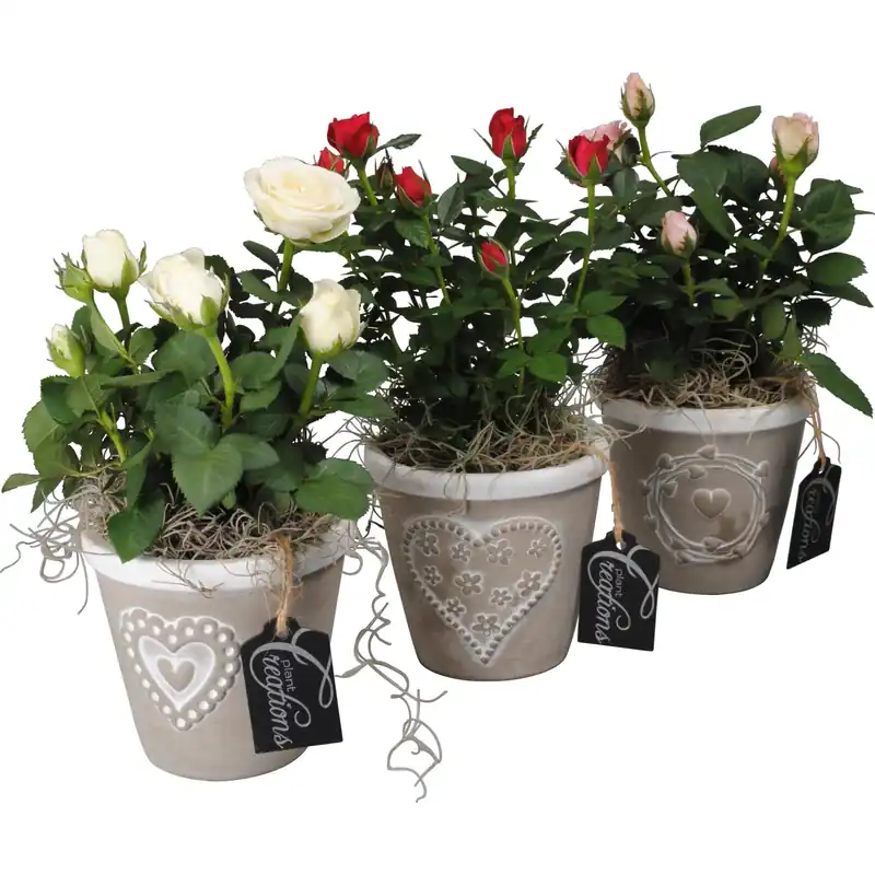 Alleen Vandaag Rose in vaso decorato con cuore