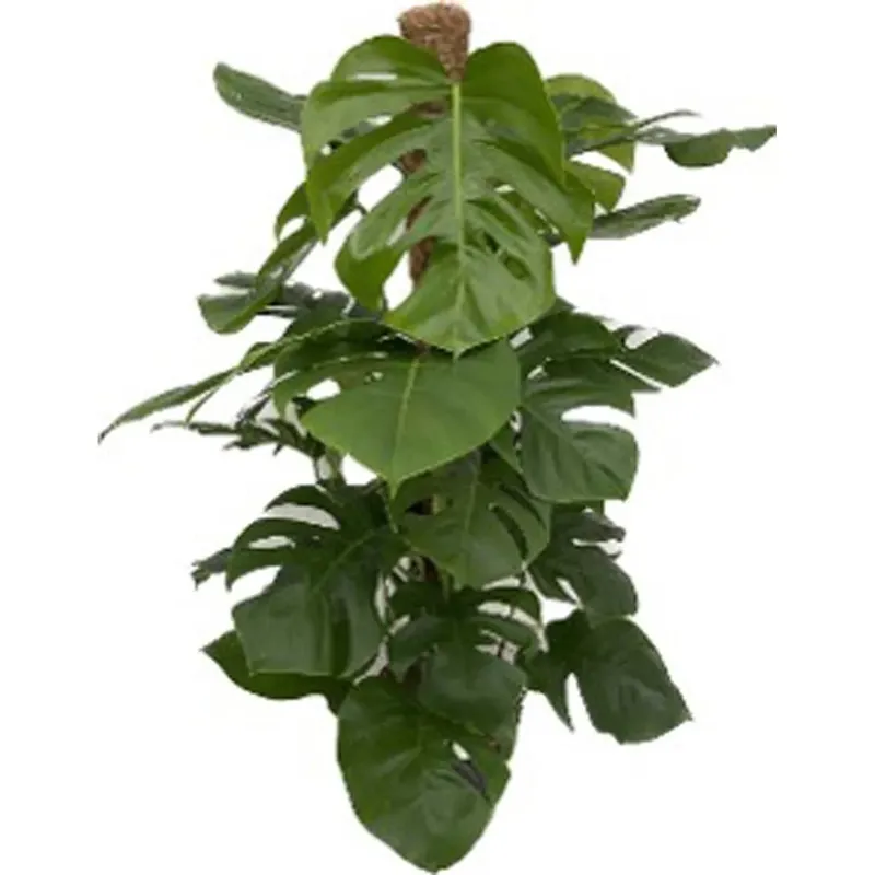 Monstera pertusum Vaso 24 cm Exclusieve Aanbieding