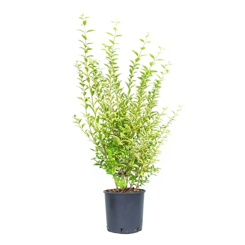 Ligustrum ovalifolium `Aureum` Seizoensaanbieding