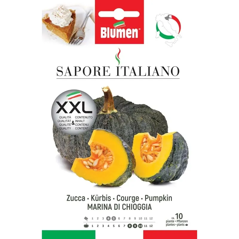 Koop Online Semi Blumen Zucca marina di Chioggia XXL