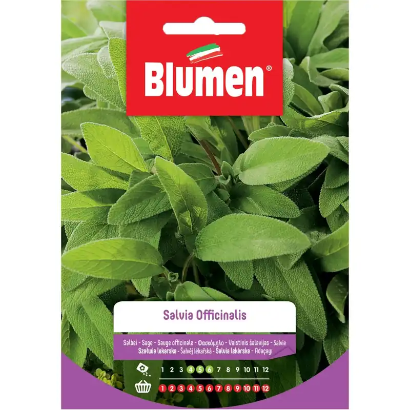 Semi Salvia officinalis Blumen Lage Prijs