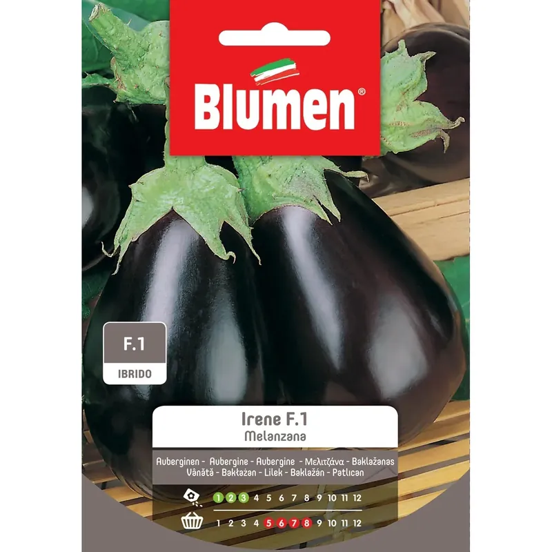 Nieuw Semi Blumen Melanzana Irene f.1