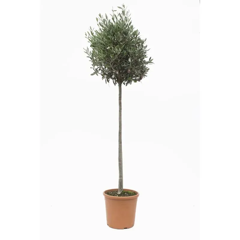 Must-Have Olea europaea - Olivo