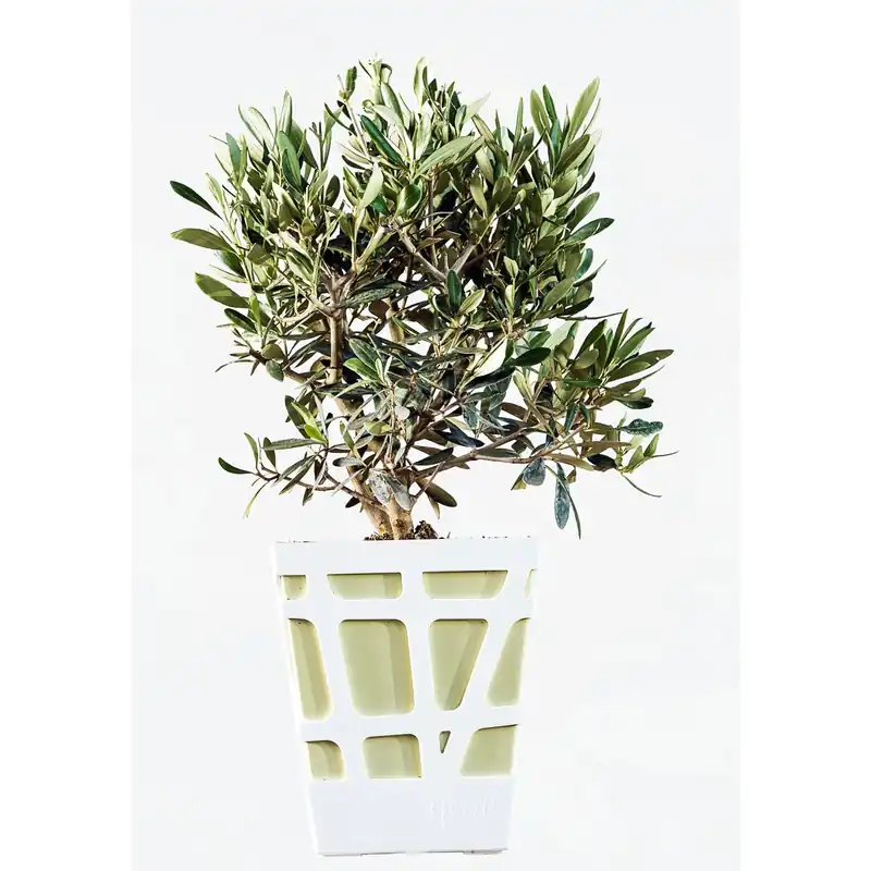 Olea europea Olivo in vaso decorativo Ø cm 18 Korting