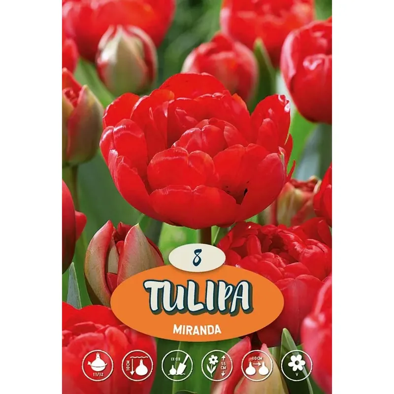 Direct Beschikbaar Tulipano Miranda