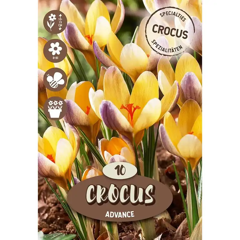 Bulbi fiori Crocus Advance giallo 10 pz Weekendaanbieding