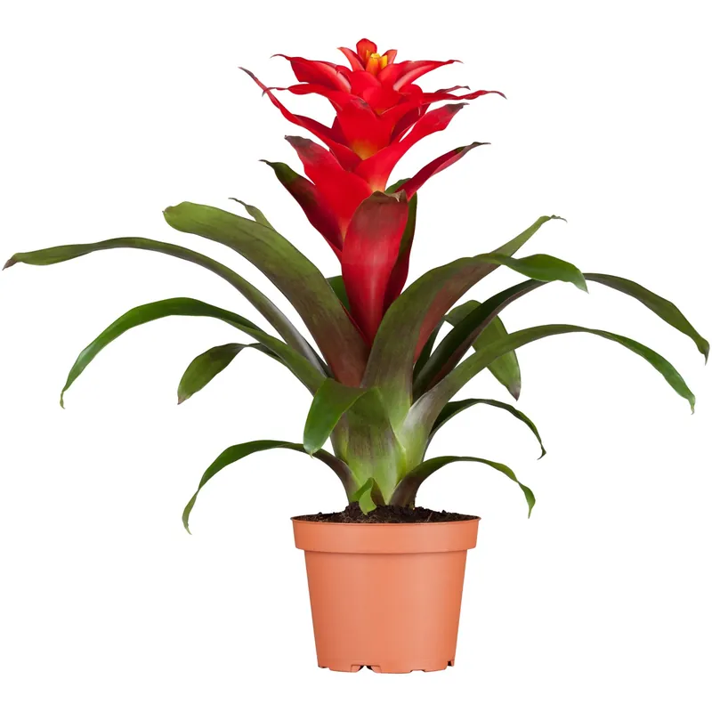 Flitsaanbieding Guzmania Optima rosso in vaso Ø 12 cm