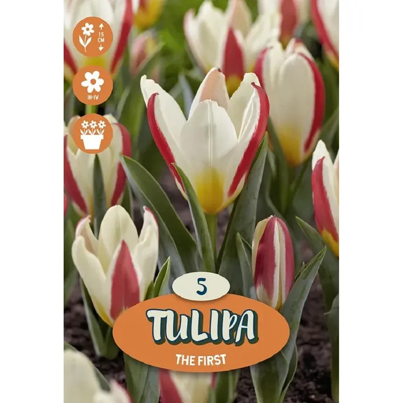 Veilige Betaling Bulbo Tulipano Greigii The First 5 pz