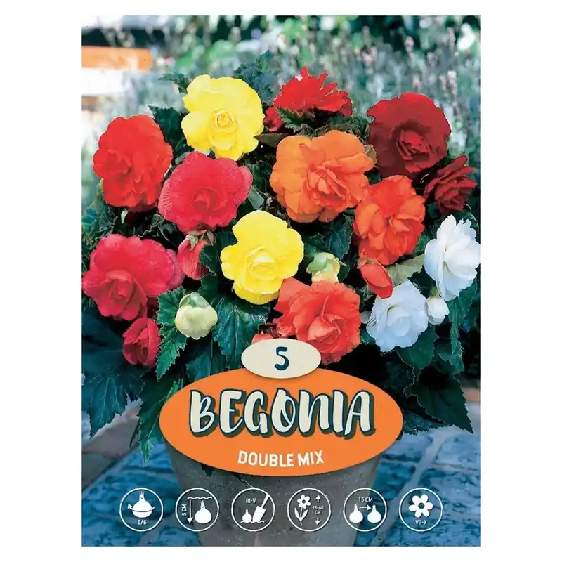 Semi di Begonia multicolor H 35 cm Lage Prijs