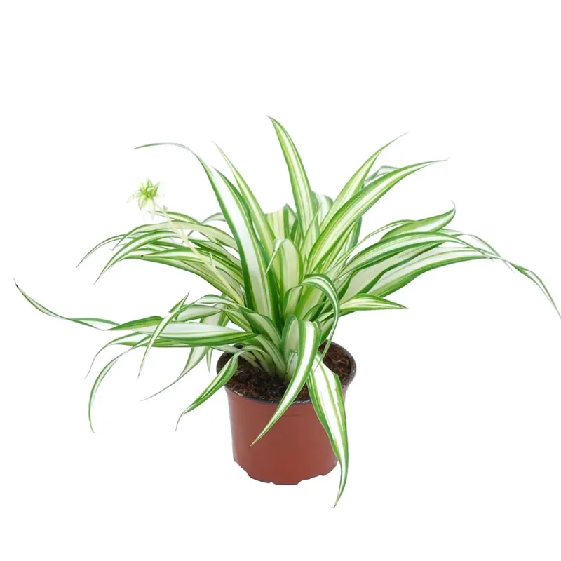Premium Falangio Ocean H ca. 10 cm Vaso Ø ca. 5,5 cm Chlorophytum Comosum