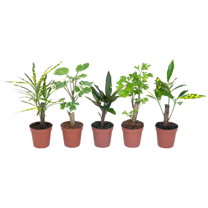 Bestel Nu Mini piante verdi piccolo tronco varie vaso Ø 5,5 cm