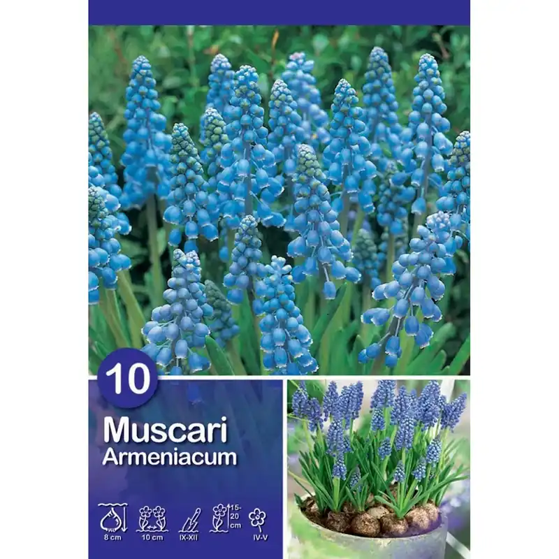 Muscari Armeniacum 10 pz Lage Kosten