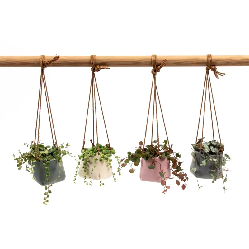 Betaalbaar Peperomia assortita con vaso sospeso in ceramica Ø 6 cm