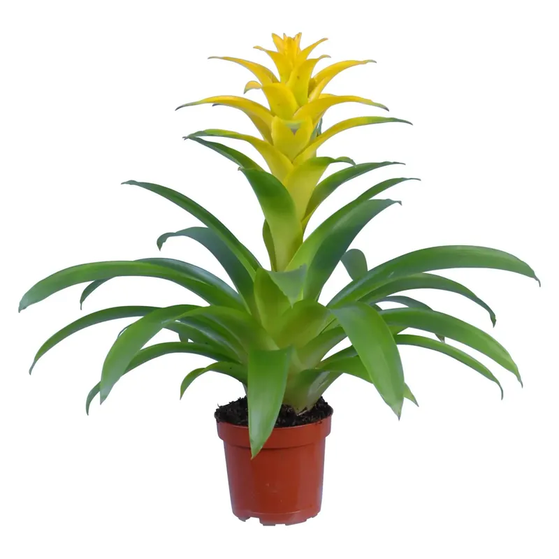 Nu Kopen Guzmania brattee gialle vaso Ø 12 cm