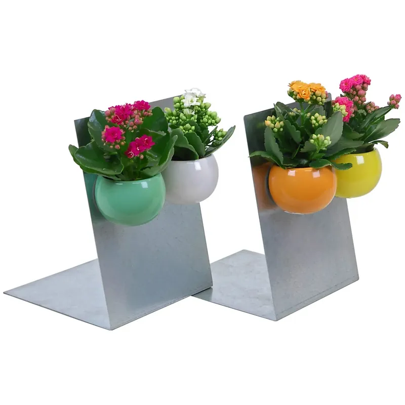 Calandiva in vaso Ø 6 cm Flitsaanbieding