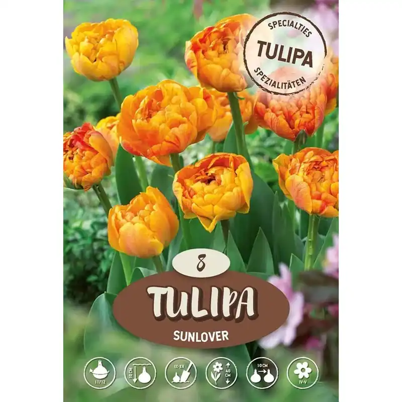 Laatste Versie Tulipano Sunlover