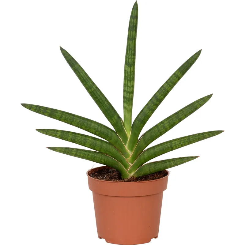 Sansevieria Motum Kenya vaso Ø 12 cm Dagaanbieding