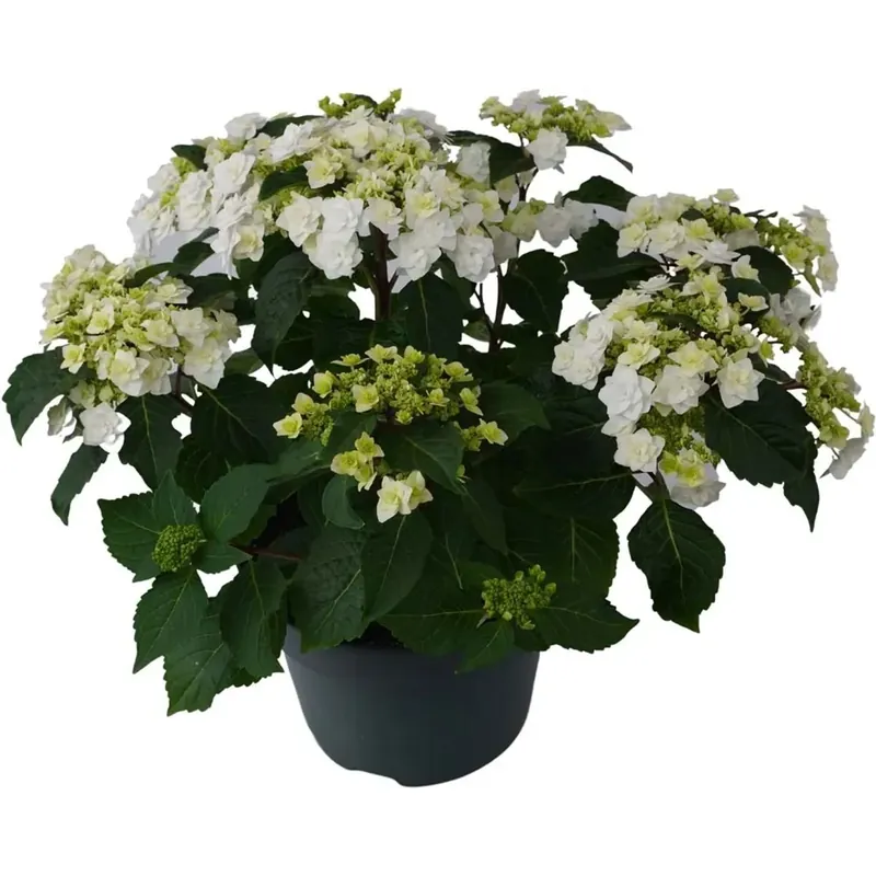 Direct Verzonden Hydr. Wedding Gown/Doble vaso 23 cm