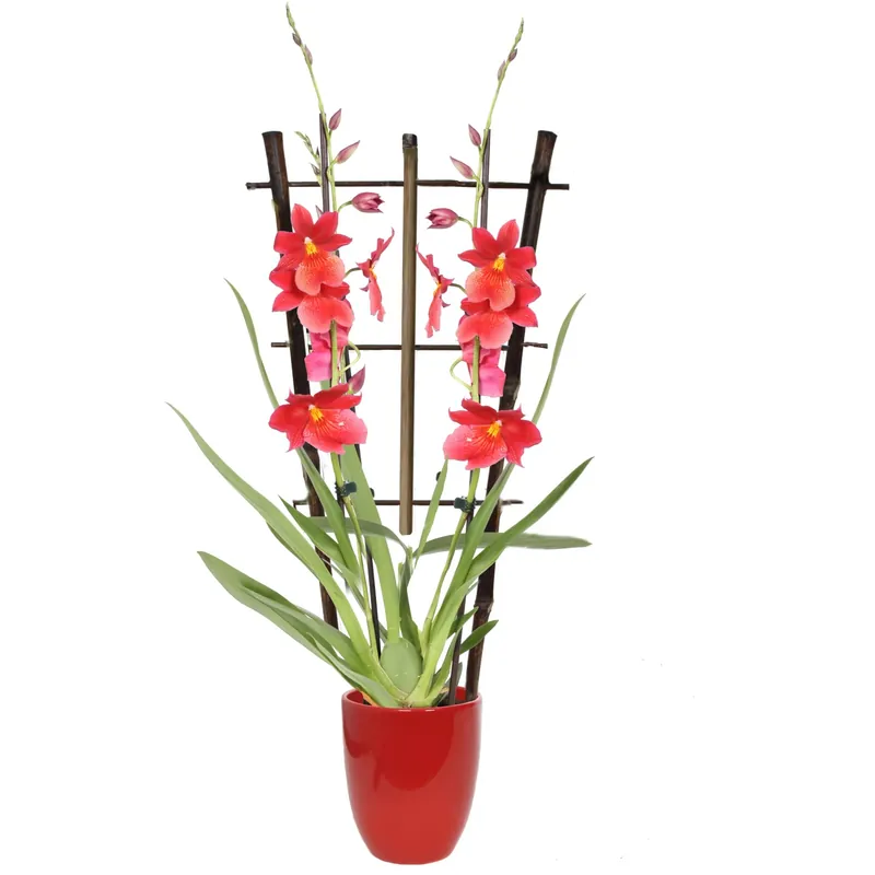 Beste Prijs Orchidea Cambria Nelly Isler vaso in ceramica vaso Ø 12 cm