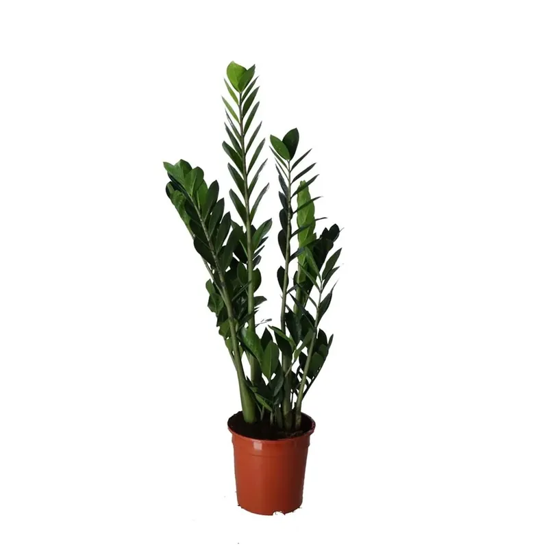 Snelle Levering Zamioculca S Zamiifolia vaso Ø 3 cm