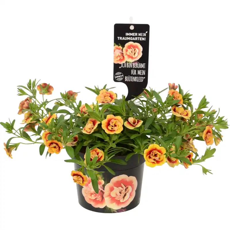 Calibrachoa Double Orange Red Eye vaso Ø 12 cm H20 cm Laatste Kans