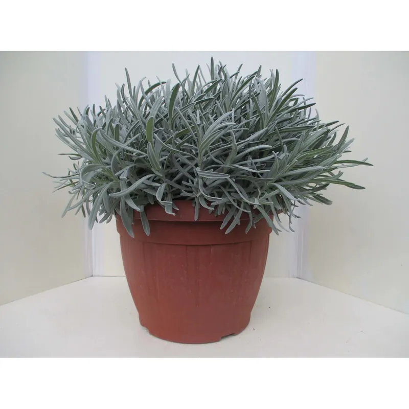 Lavanda vaso ø 25 cm Nu Kopen