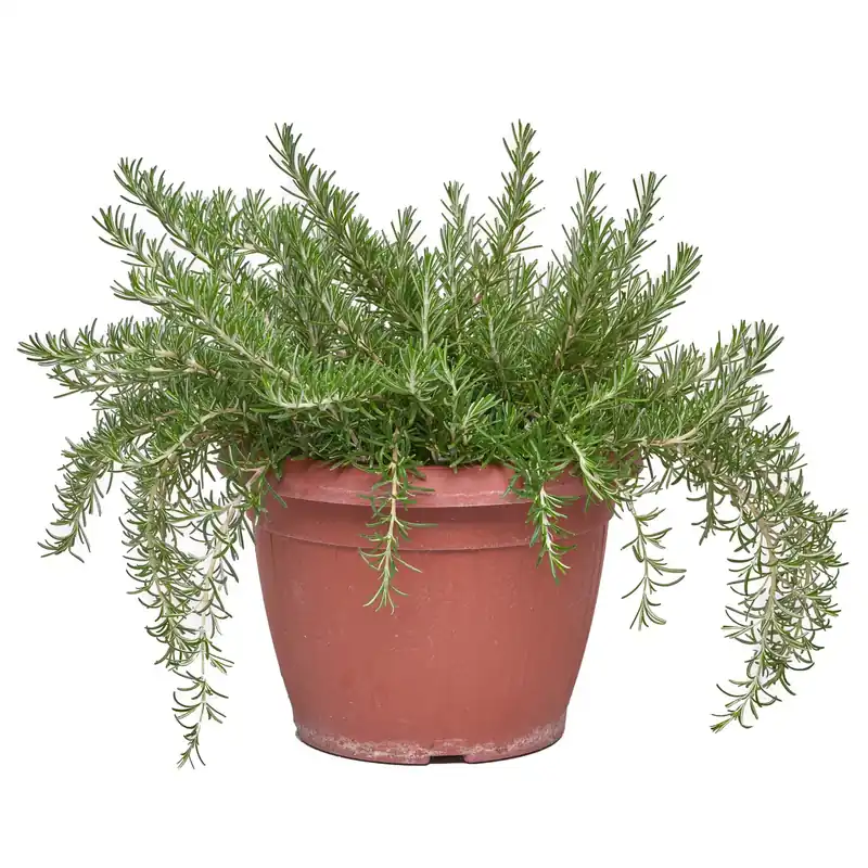 Rosmarino prostrato vaso ø 25 cm Finale Uitverkoop